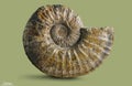 Ammonite - fossil mollusk. Royalty Free Stock Photo
