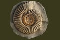 Ammonite - fossil mollusk. Royalty Free Stock Photo