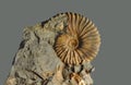 Ammonite - fossil mollusk.