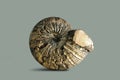 Ammonite - fossil mollusk.