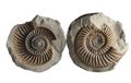 Ammonite - fossil mollusk. Royalty Free Stock Photo