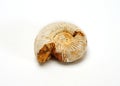 Ammonite Fossil