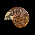 Ammonite fossil shell Royalty Free Stock Photo