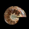 Ammonite fossil shell Royalty Free Stock Photo