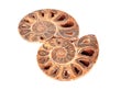 Ammonite fossil shell