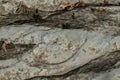 Ammonite fossil closeup Royalty Free Stock Photo