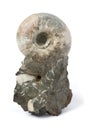 Ammonite fossil on white