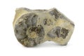 Ammonite fossil on white isolated background Royalty Free Stock Photo