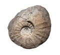 Ammonite fossiles on a whte background,isolated