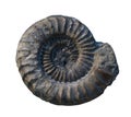 The Ammonite fossiles on a whte background Royalty Free Stock Photo