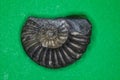 Ammonite fossilization pyritized, 150 million years old Royalty Free Stock Photo