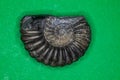 Ammonite fossilization pyritized, 150 million years old Royalty Free Stock Photo