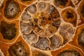 Ammonite fossilization Royalty Free Stock Photo