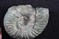 Ammonite is a fossilization of a squid enclosure, photographed here with macro lens in studio Royalty Free Stock Photo