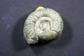 Ammonite is a fossilization of a squid enclosure