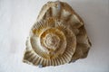 Ammonite is a fossilization of a squid enclosure