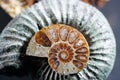 Ammonite is a fossilization of a squid enclosure, photographed with macro lens in studio Royalty Free Stock Photo