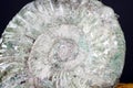 Ammonite is a fossilization of a squid enclosure, photographed with macro lens in studio Royalty Free Stock Photo