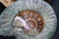 Ammonite is a fossilization of a squid enclosure, photographed with macro lens in studio Royalty Free Stock Photo