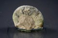 Ammonite is a fossilization of a squid enclosure, photographed with macro lens in studio