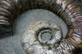 Ammonite fossilized background Royalty Free Stock Photo