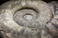 Ammonite fossilized background Royalty Free Stock Photo