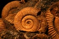 Ammonite fossils Royalty Free Stock Photo