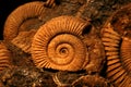 Ammonite fossils