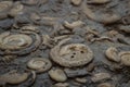 Ammonite fossils Royalty Free Stock Photo