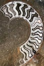 Ammonite fossils, extinct marine mollusc animals, found in Sahara Desert, Morocco