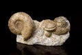 Ammonite Fossils.