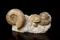 Ammonite Fossils. Royalty Free Stock Photo