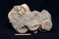 Ammonite fossils