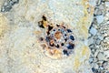 Ammonite fossils in limestone