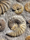 Ammonite Fossils Background