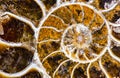 Ammonite fossolized prehistoric shell Royalty Free Stock Photo