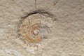 Ammonite imprint on Solnhofen limestone