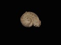 Ammonite isolated on black background Royalty Free Stock Photo