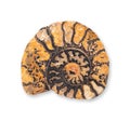 Ammonite, longitudinal section of a spiral shaped fossil shell