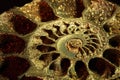 Ammonite, macro, inclined