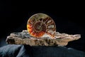 Ammonite on mica