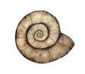 Ammonite nautilus fossil watercolor illustration. Hand drawn brown ammonoidea shell isolated on white background Royalty Free Stock Photo