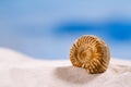 Ammonite nautilus shell on white beach sand Royalty Free Stock Photo