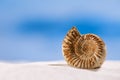 Ammonite nautilus shell on white beach sand Royalty Free Stock Photo