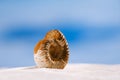 Ammonite nautilus shell on white beach sand