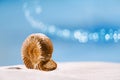 Ammonite nautilus shell on white beach sand Royalty Free Stock Photo