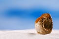 Ammonite nautilus shell on white beach sand Royalty Free Stock Photo