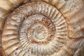 Ammonite