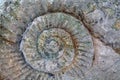 Ammonite