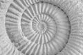 Ammonite prehistoric fossil Royalty Free Stock Photo